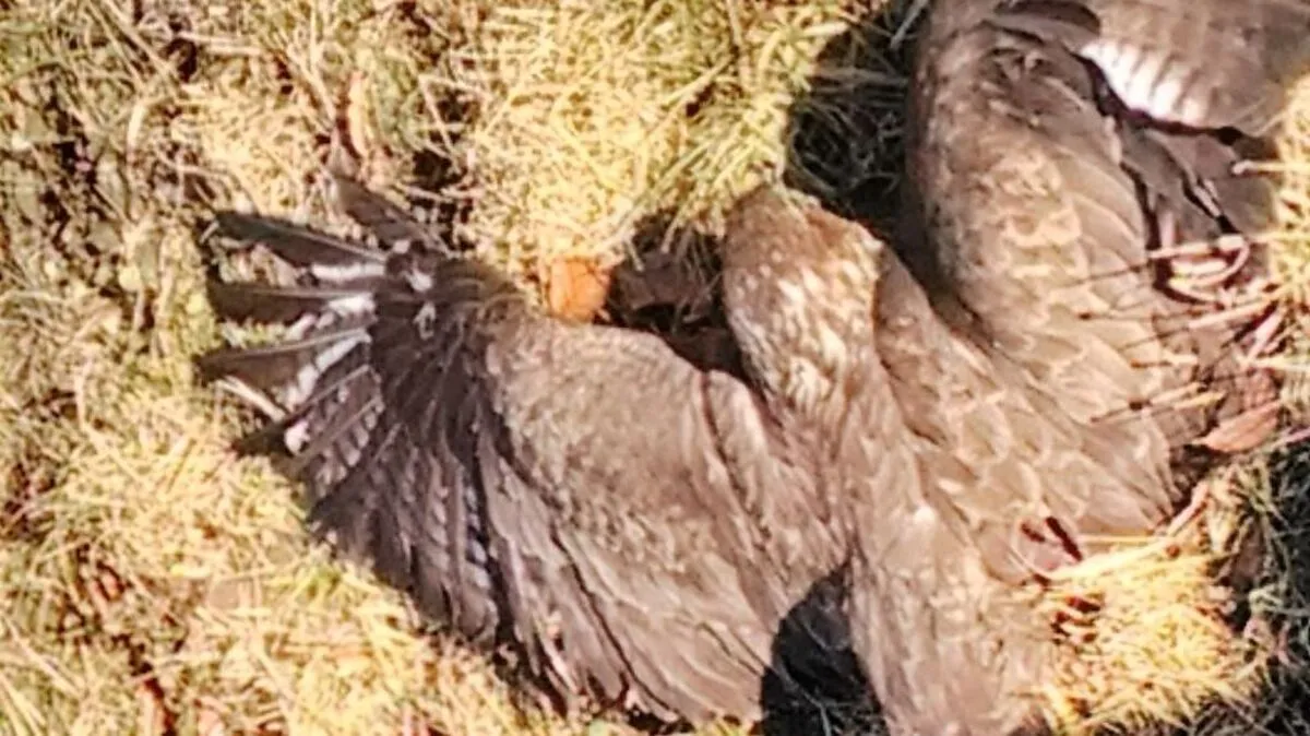 Der verletzte Bussard wurde an die Greifvogel-Station übergeben