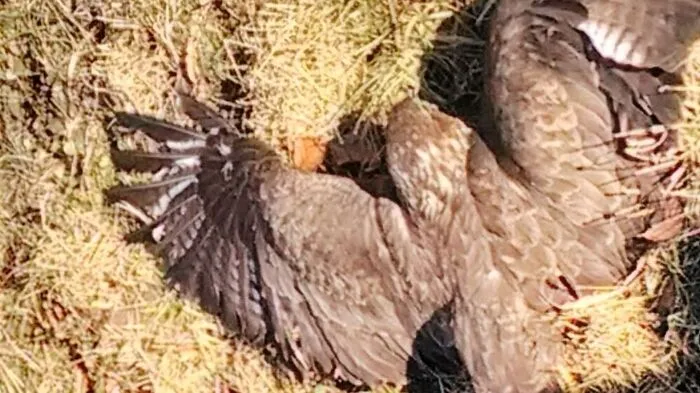 Der verletzte Bussard wurde an die Greifvogel-Station übergeben