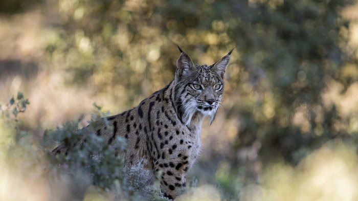 Der iberische Luchs ist nicht mehr vom Aussterben bedroht