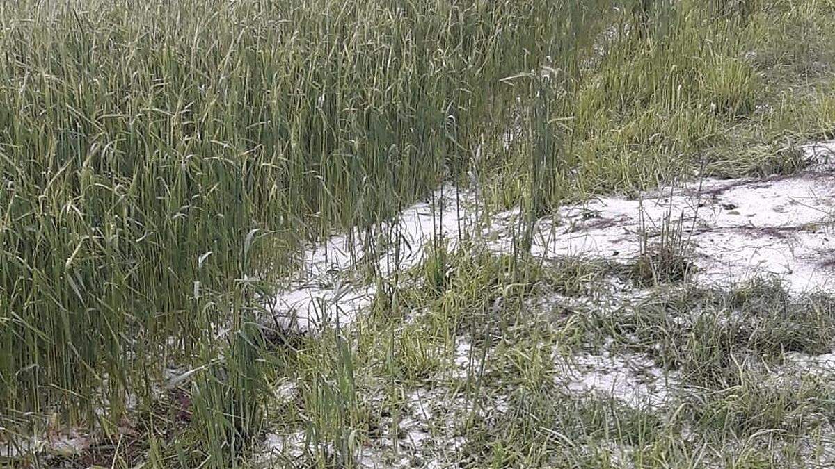 Der Hagel hat den Pflanzen auf den Äckern stark zugesetzt 