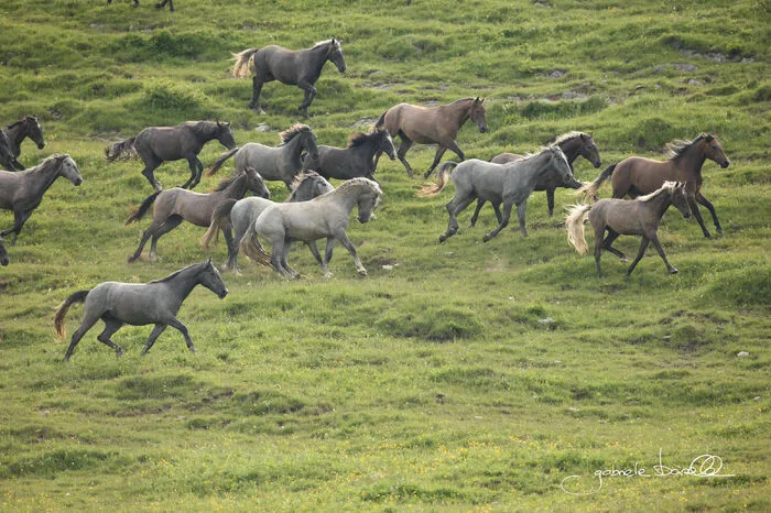 Schön, wild, verspielt:  Erleben Sie die Junghengste auf der Stubalm bei einer Führung, es sind unvergleichliche Schönheiten 