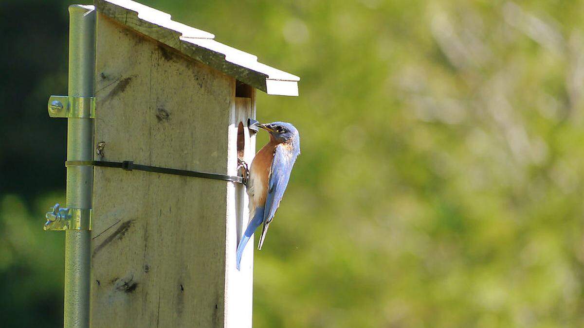 Wer Wildvögel im Frühjahr füttert, hilft dem gefiederten Nachwuchs 