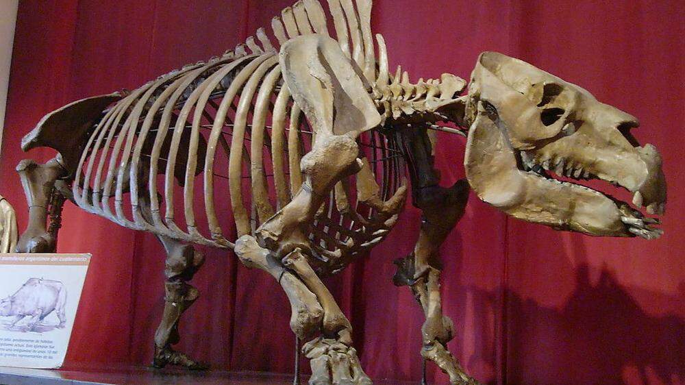 Der Toxodon war eine Art Nashorn mit Flusspferdkopf