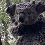 Auch die Koalas müssen weiter leiden