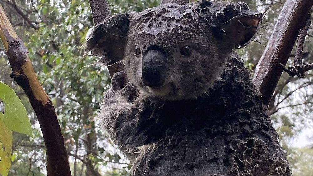 Auch die Koalas müssen weiter leiden