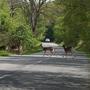 Mehr als die Hälfte aller im Straßenverkehr getöteten Wildtiere sind Rehe