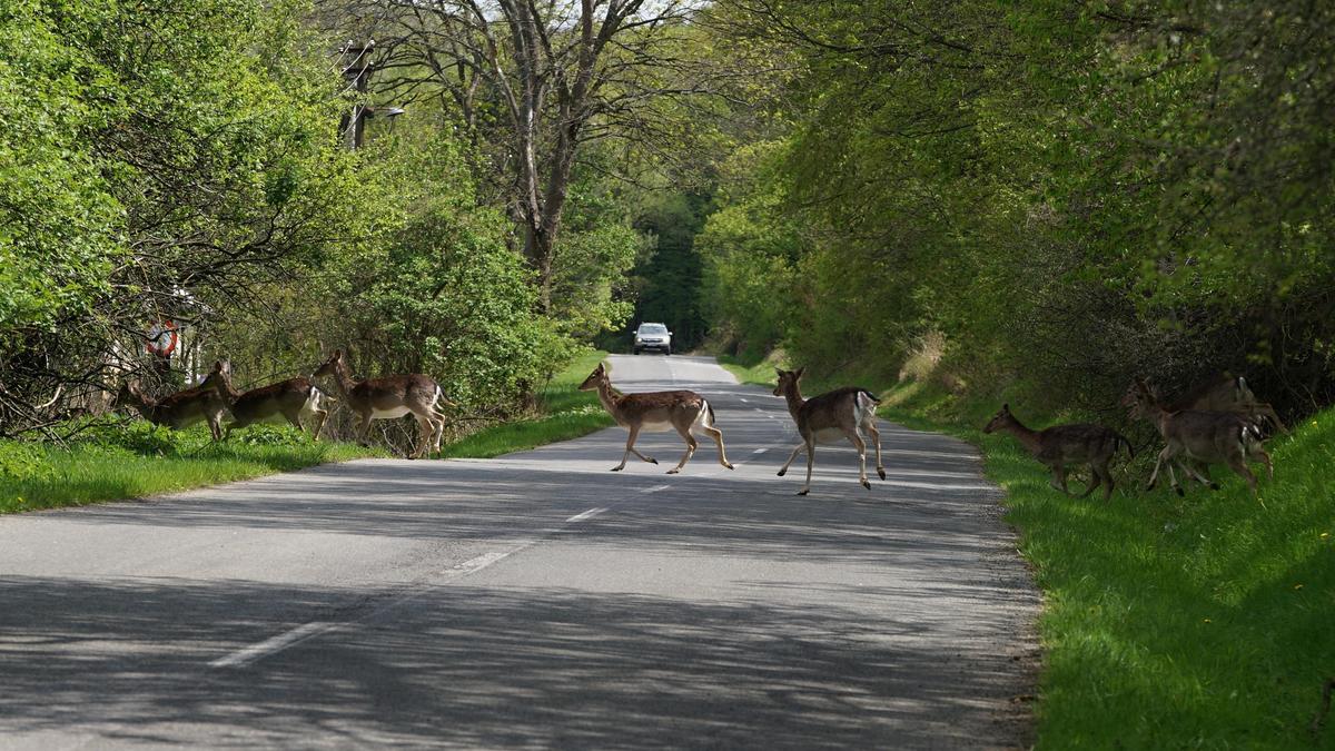 Mehr als die Hälfte aller im Straßenverkehr getöteten Wildtiere sind Rehe