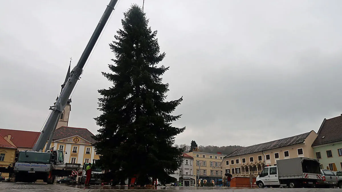 Der Christbaum wurde am Dienstag bei Regen aufgestellt