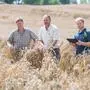 Ein iPad im Kornfeld: Hans Hofmeister (Mitte) und Bernhard Bliemel von der Hagelversicherung bei der Schadenserhebung im Weizenfeld von Gerhard Kaufmann (links)  
