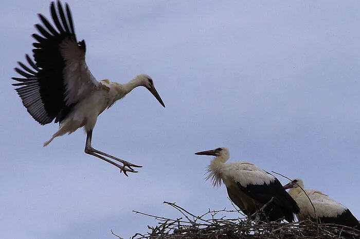 In der Innenstadt von Hartberg haben es sich Störche auf einem Dach richtig gemütlich gemacht. Da kommt man nach einem Ausflug gerne wieder ins Nest. Daheim ist es eben doch am schönsten.