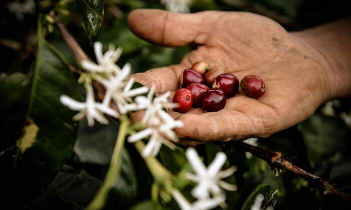 Nespresso ist es ein großes Anliegen, die Lebensgrundlage – die Ernten – der Farmer:innen zu schützen