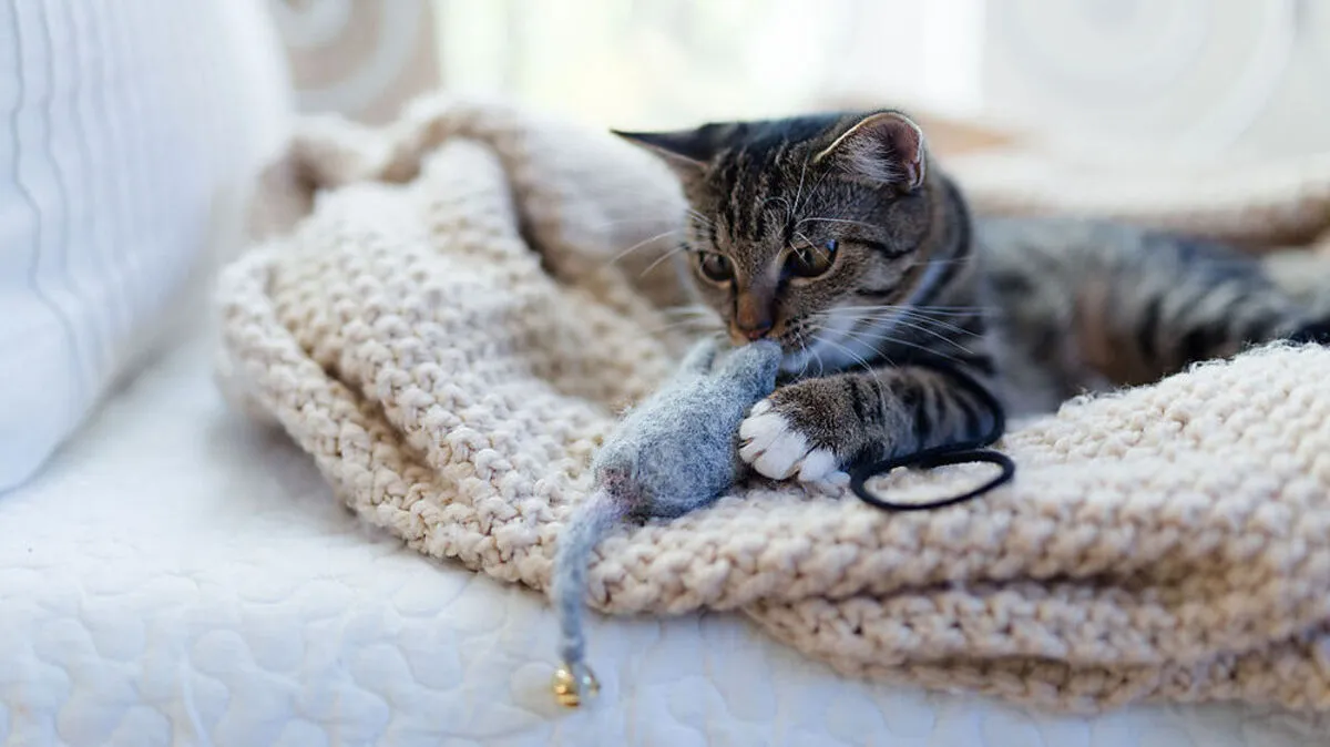 Ein Klassiker unter dem Katzenspielzeug: die Filzmaus