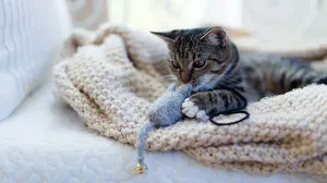 Ein Klassiker unter dem Katzenspielzeug: die Filzmaus