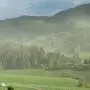 Der Wind verbreitet die gelben Pollenwolken. Aufgrund des Klimawandels blühen Fichten häufiger, was als stressiges „Mastjahr“ gilt