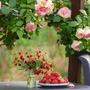 Rosen verschönern jeden Garten - hier erfahren sie, wie man mit ihnen umgeht und was sie brauchen