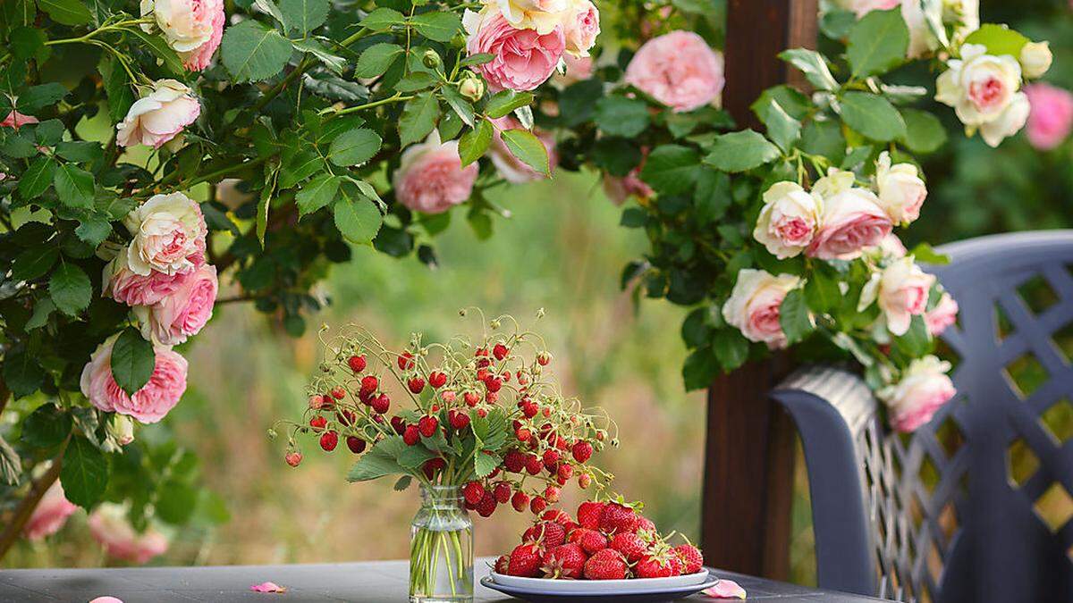 Rosen verschönern jeden Garten - hier erfahren sie, wie man mit ihnen umgeht und was sie brauchen