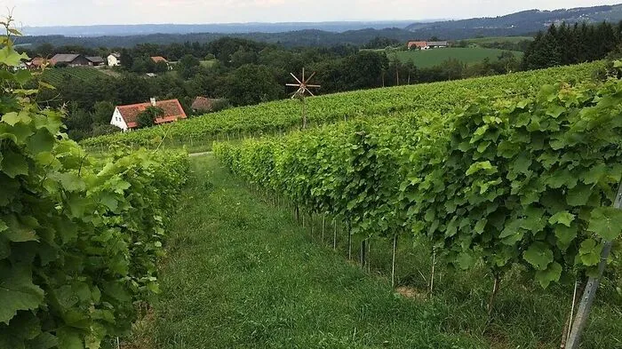 Der Unfall geschah in einem Weingarten in Mitteregg
