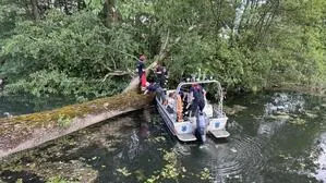 Ein riesiger Baum fiel am Mittwoch beim kurzen, aber heftigen Gewitter, das durch Kärnten zog, am Lendkanal in Klagenfurt um und musste von der Feuerwehr entfernt werden