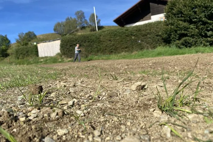 Je karger der Boden ist, desto besser für die Artenvielfalt der Wildblumen.