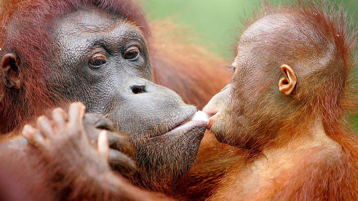 Orang Utans sind massiv vom Aussterben bedroht