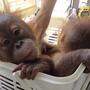 Polizei befreite zwei Baby-Orang-Utans