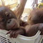 Polizei befreite zwei Baby-Orang-Utans
