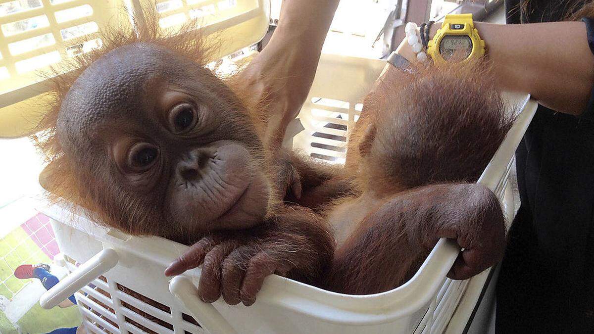 Polizei befreite zwei Baby-Orang-Utans