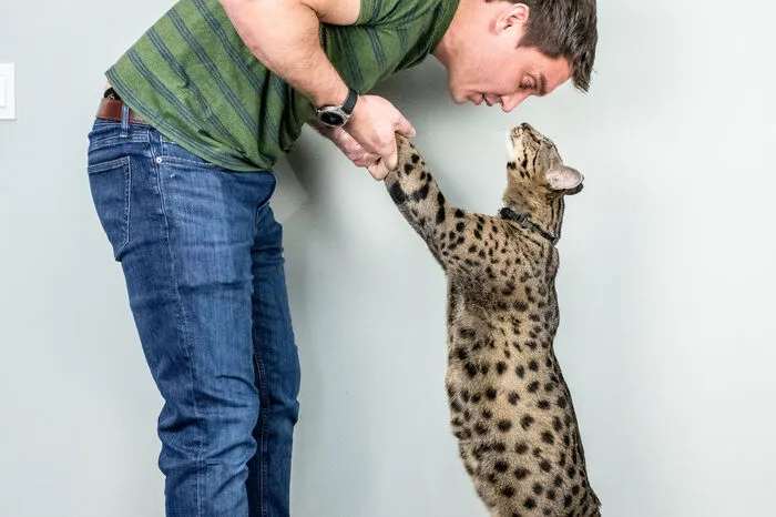 Im Anfang Oktober frisch erschienenen Guinnessbuch der Rekorde 2023 sind auch wieder zahlreiche tierische Höchstleistungen zu finden. Einer davon ist die größte derzeit lebende Hauskatze der Welt. Sie heißt Fenrir, ist fast einen halben Meter hoch und wohnt in Farmington Hills im US-Bundesstaat Michigan.  