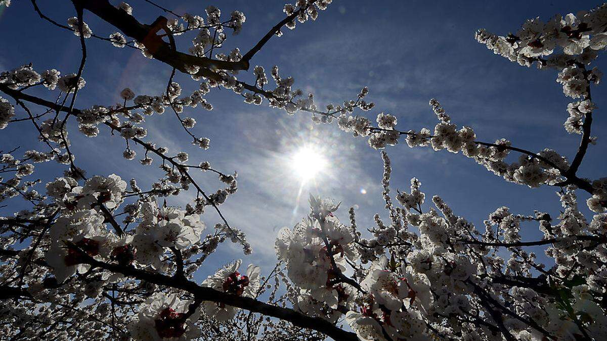 Obstblüten sind derzeit Morgenfrost und Sonne ausgesetzt