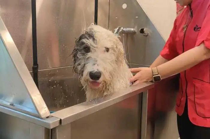 Nach dem Auftragen des Shampoos wird die Hündin wieder abgespült