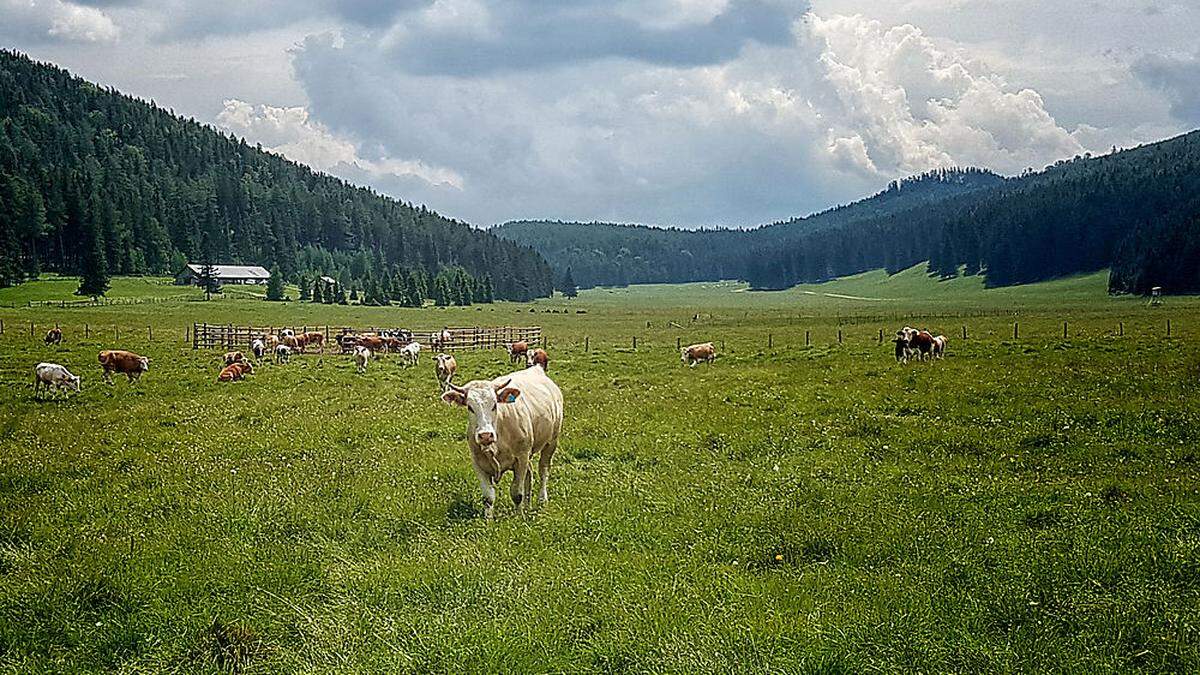 Kuratorium Wald schlägt vor: ''Betreten auf eigene Gefahr''