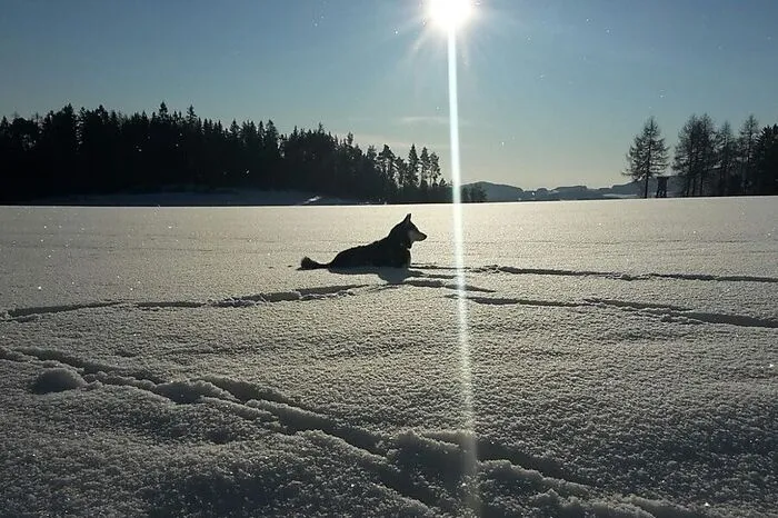 Huskyhündin Shakira genießt den Schnee im unberührten Feld schon in den Morgenstunden in Vornholz bei Vorau.