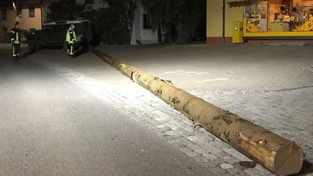 Diese Fichte hatte der Betrunkene im Wald gefunden und sie mit seinem Geländewagen transportiert