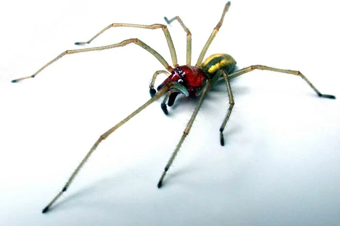 Grundsätzlich sind alle Spinnen giftig. Besonders schmerzhaft ist aber der Biss der sogenannten Dornfingerspinne. Die Tiere sind auffällig gelbrot gefärbt, die Männchen tragen einen dornförmigen Sporn am Mundtaster und erreichen ausgewachsen eine Größe von bis zu fünf Zentimetern (inklusive der Beine).