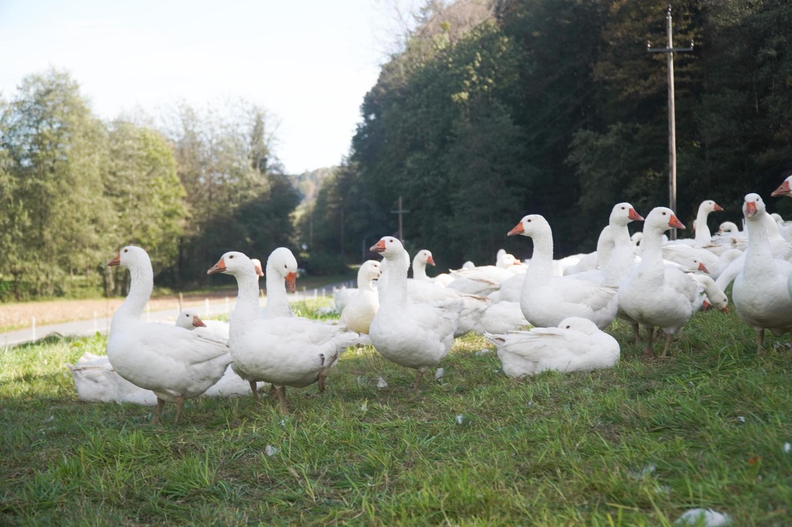 700 Gänse schnattern am Bachbauer-Hof in Eibiswald | 700 Gänse schnattern am Bachbauer-Hof in Eibiswald