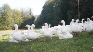 700 Gänse schnattern am Bachbauer-Hof in Eibiswald | 700 Gänse schnattern am Bachbauer-Hof in Eibiswald