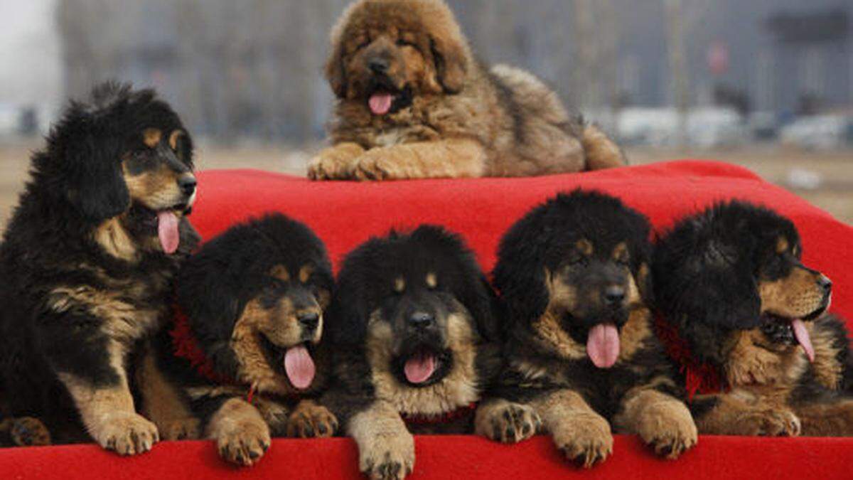 Tibetmastiff-Welpen