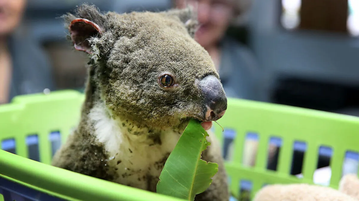 Ein geretteter Koala in einem der Koala-Spitäler