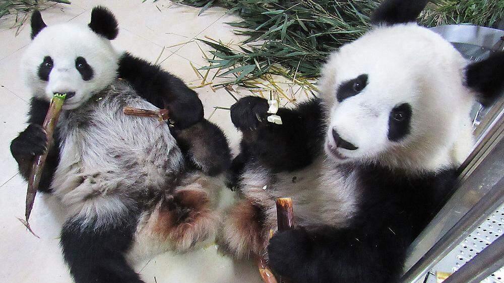 Die Panda-Zwillinge fühlen sich in ihrer neuen Heimat wohl
