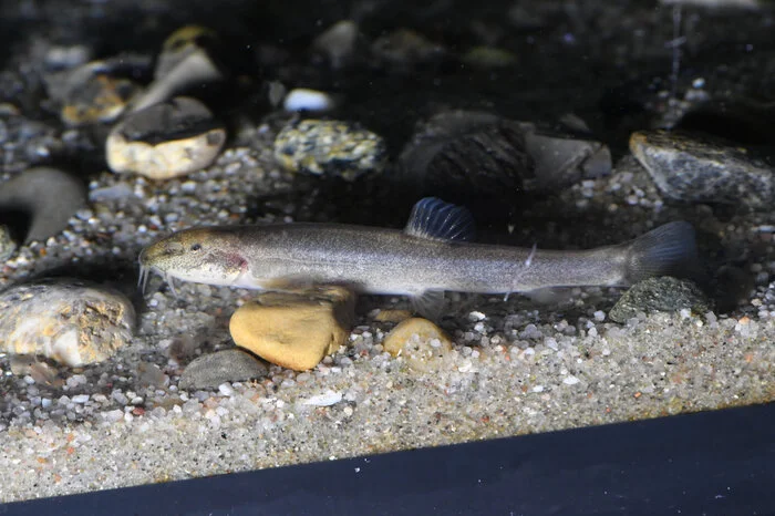 Der berühmteste Höhlenbewohner unter den Fischen ist wohl eine Astyanax-Art, die in Mexiko vorkommt. Zu ihm sei besonders viel geforscht worden, sagt Freyhof. So haben Wissenschafter beispielsweise herausgefunden, dass der Fisch auf einen Tag-Nacht-Rhythmus verzichtet, vermutlich um Energie zu sparen. Mexikanische Höhlenfische könne man sogar im Zoofachgeschäft kaufen, sagt Freyhof. "Sie werden fürs Aquarium gezüchtet."