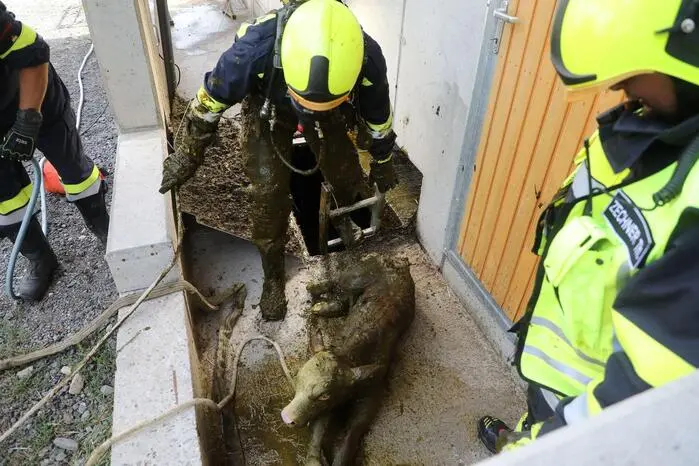 Anschließend wurde das Kalb vorsichtig über die Leiter ins Freie gebracht.