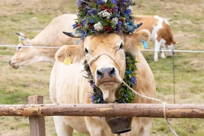Bei gutem Spätsommerwetter kehrten die festlich geschmückten Tiere von der Alm zurück ins Tal ...