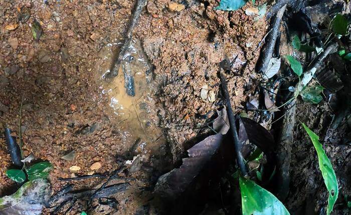 Im Dschungel des Departments Caquetá im Süden des Landessollen Fußabdrücke im feuchten Boden entdeckt worden sein