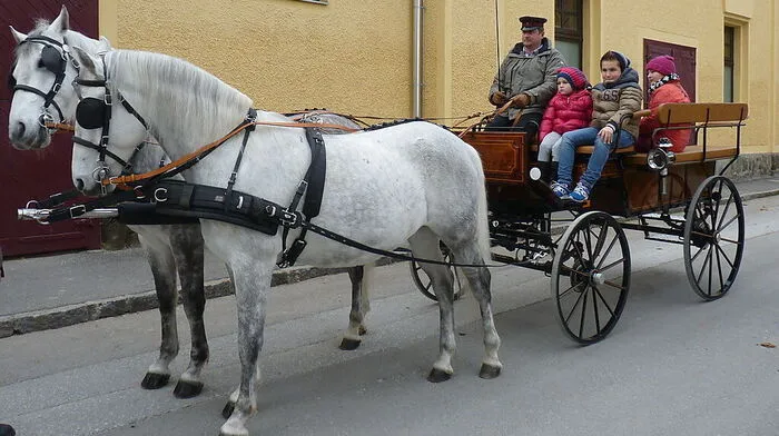 Die Kinder  genossen die Kutschenfahrt zu den Junghengsten
