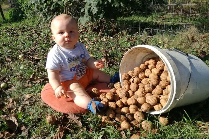 Oliver (acht Monate alt) aus Perbersdorf hilft seiner Mama Silvia schon fleißig bei der Nussernte