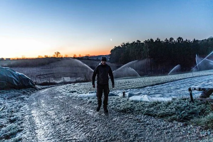 Eine Variante ist die Frostberegnung, wie hier bei den Erdbeeren am Obsthof Singer in Hartl.