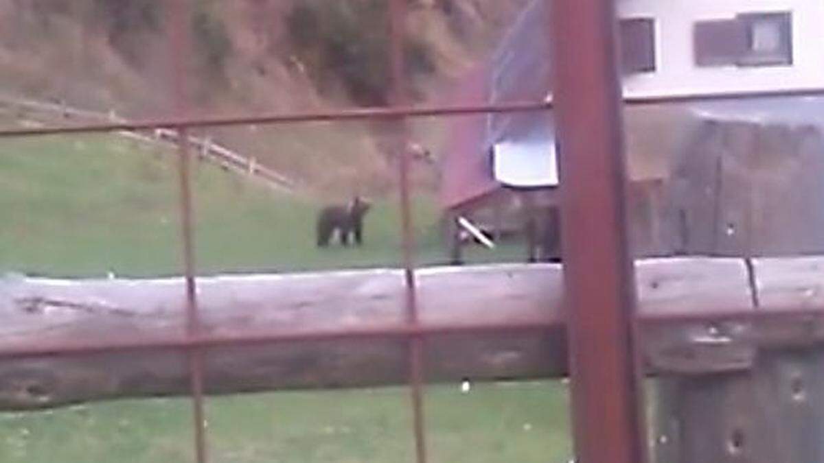 Tierische Besuch auf der Uggowitzer Alm