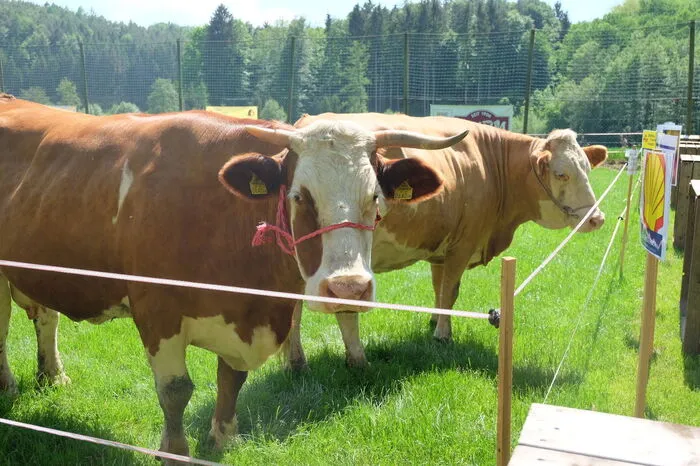 Der erste Kuhfladen entschied, wer sich über den Hauptpreis freuen durfte