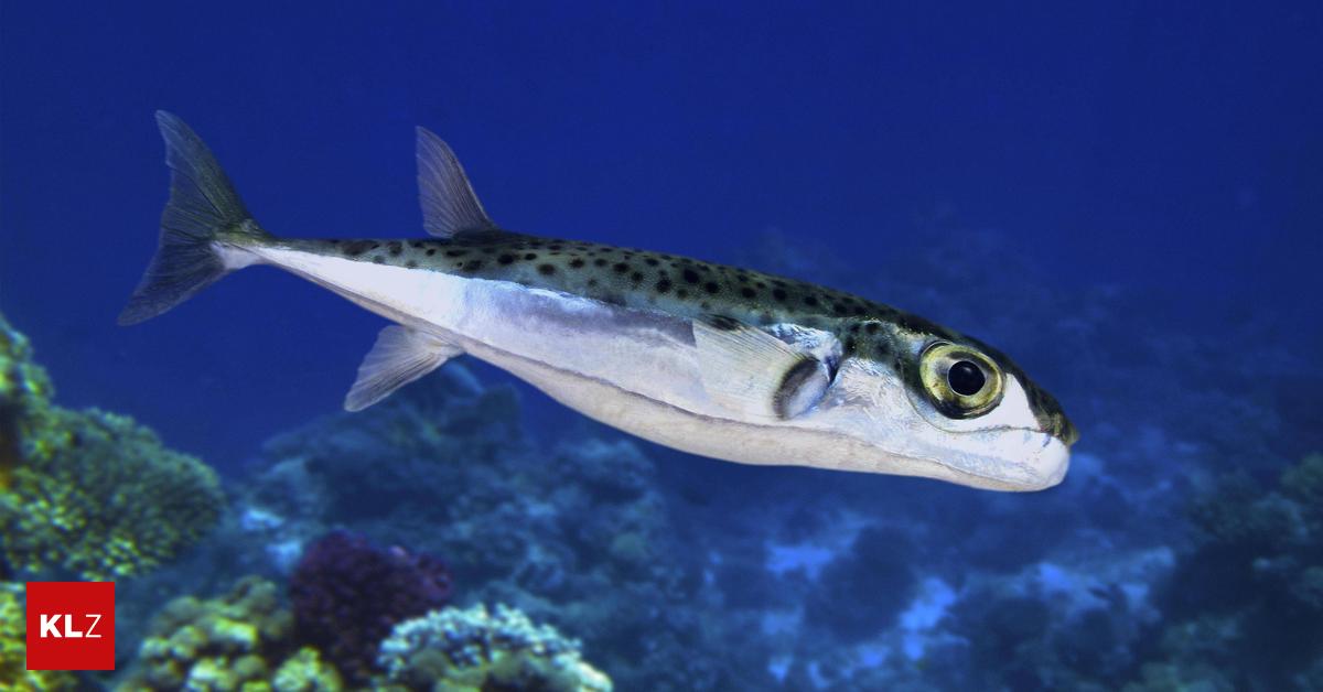 Vor Kroatien: Gefährlicher Kugelfisch: Nicht nur giftig, sondern auch ...