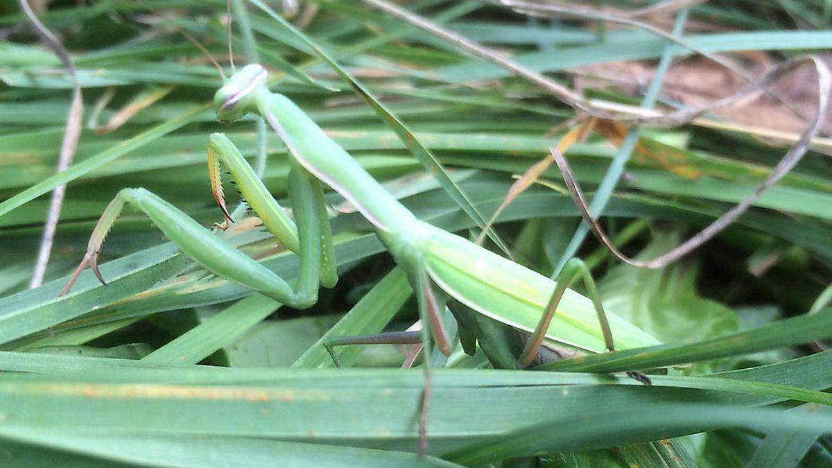 Die Gottesanbeterin ist ein Forschungsthema des Naturschutzbundes Steiermark